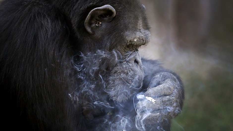 Azaela_opica_fajčenie_Severná Kórea.JPEG