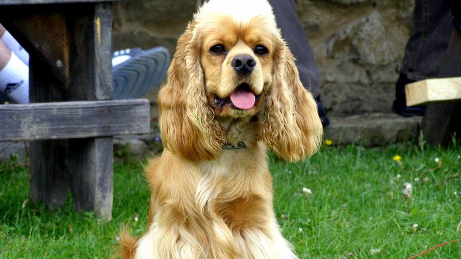 Kokeršpaniel americký Lukasik Košice stratený