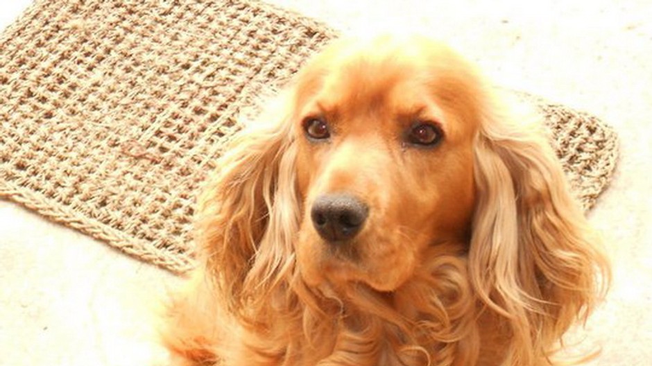 Beny_kokeršpaniel_Závod_stratený