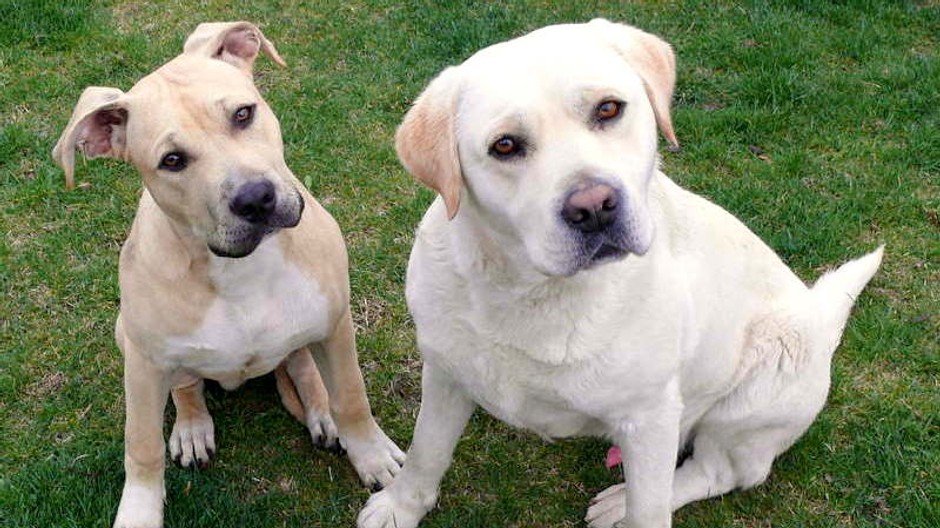 Šenkvice stratené psy Toby a Xavier