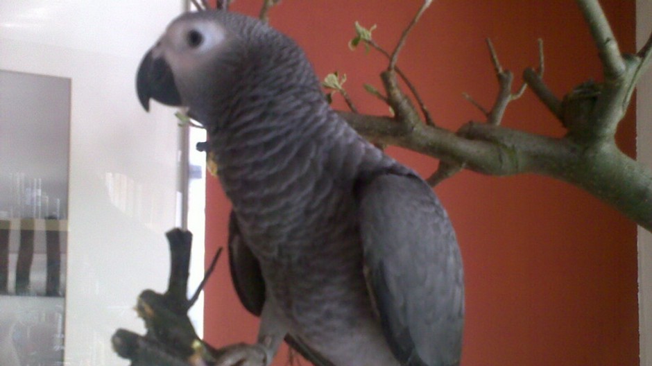 Hugo_papagáj_stratený_žako_Pezinok