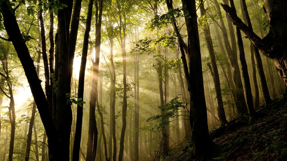 TS_OMV_rezervacia_VLCIA_zdroj_LZ VLK