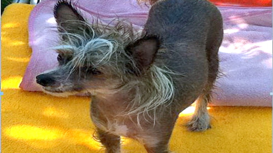 Čínsky chocholatý pes stratené zvieratá Ayrin Bratislava