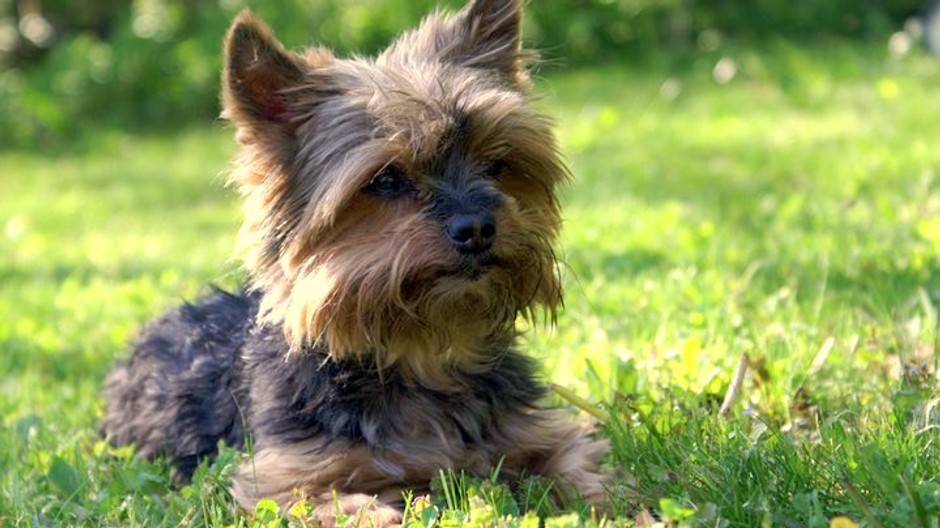 stratila sa fenka york teriera