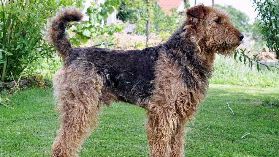 Hľadá sa airedalský teriér Elvis! Za nájdenie odmena