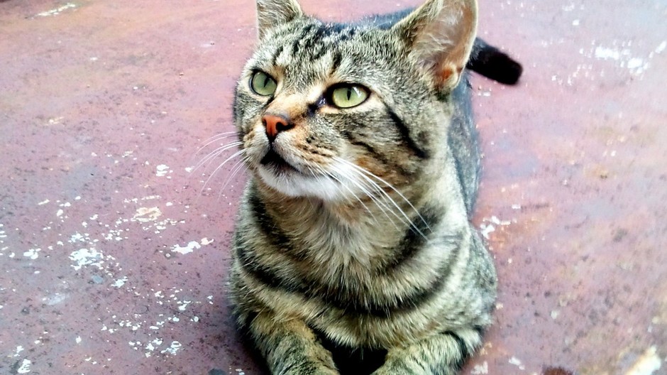 Micko stratený kocúrik mačka Zlaté Moravce