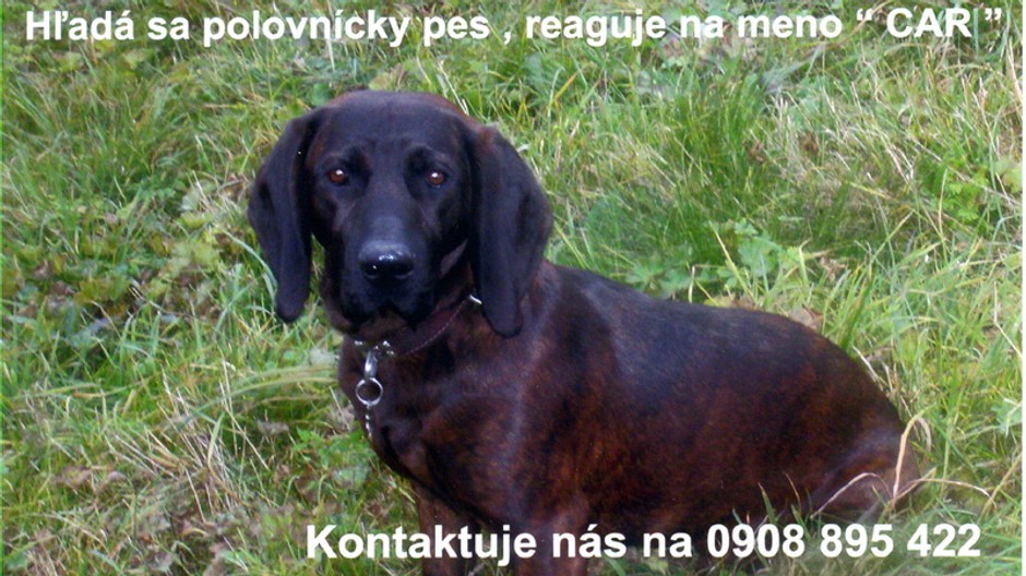 Stratil sa poľovnícky pes, Car, Podsuchá