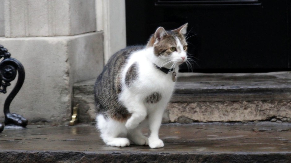 Larry, mačka žijúca na Downing Street 10