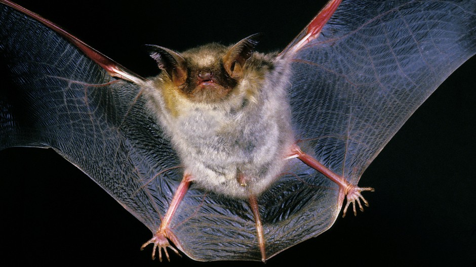 Netopier zviera lietanie detail