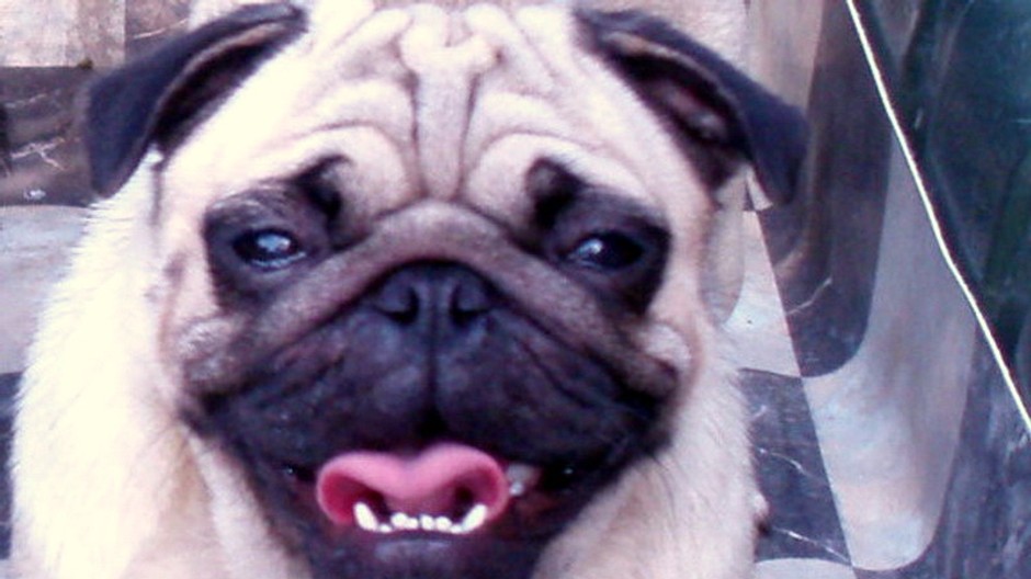 Hľadá sa fenka plemena mops!