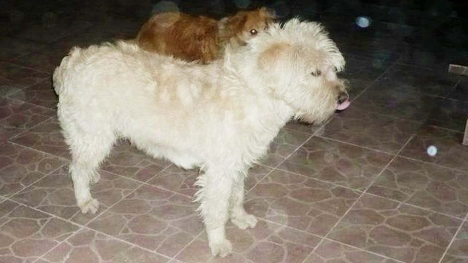 Pomôžte s nájdením nášho psíka!