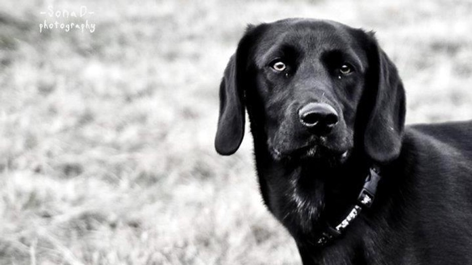 Gomez pes stratený Ružomberok a okolie pátranie