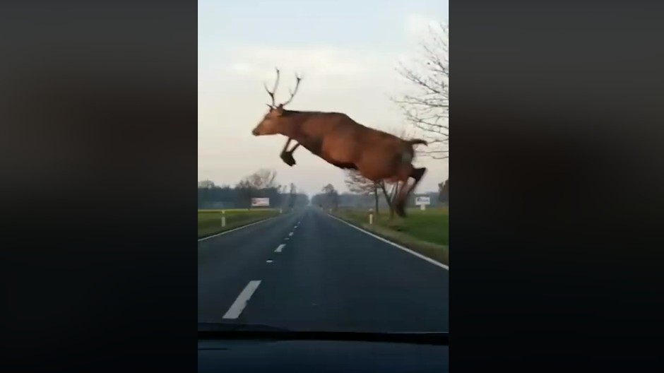 VIDEO: Zážitok na celý život. Jeleň preskočil pred autom celú cestu 