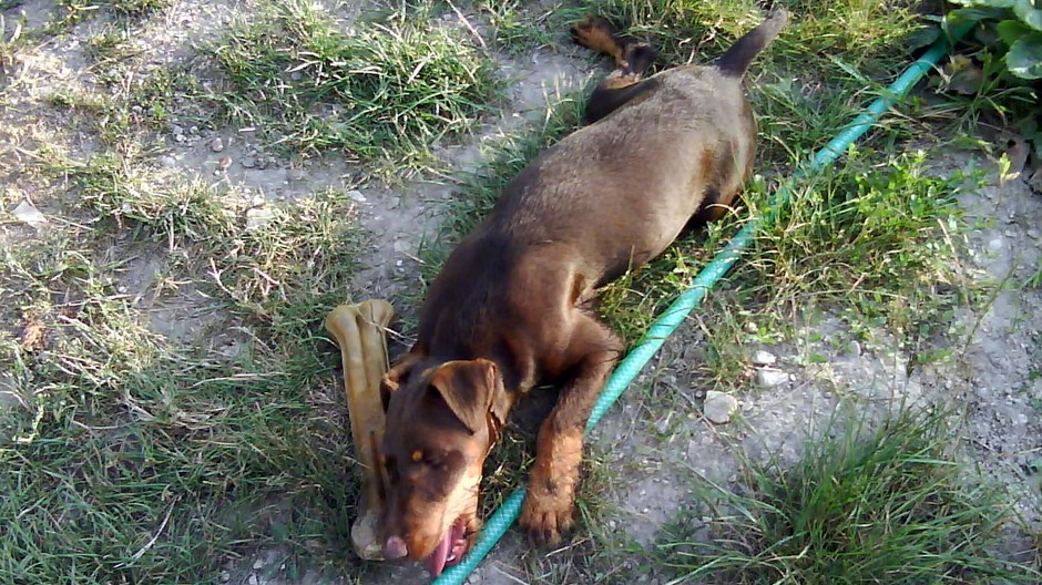 Sany jaghteriér stratený psík pes fenka Modra