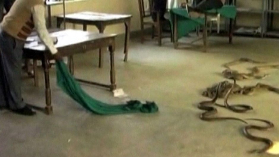 India muž vypustil hady na daňovom úrade