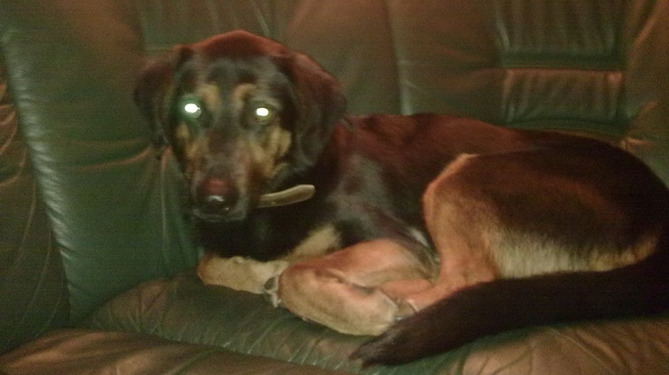 Stratený psík Nero