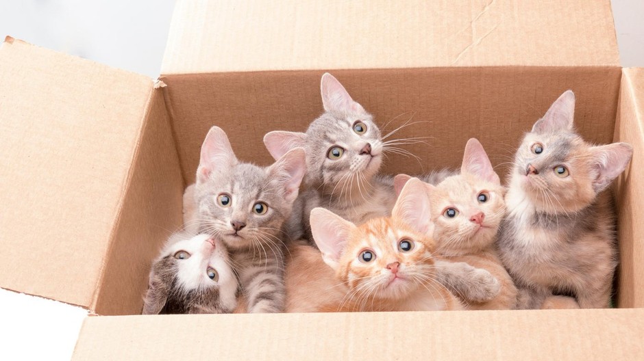 Mačiatka v krabici ilustračné