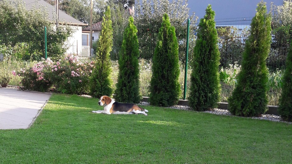 bigl, pes, strata, Gasty