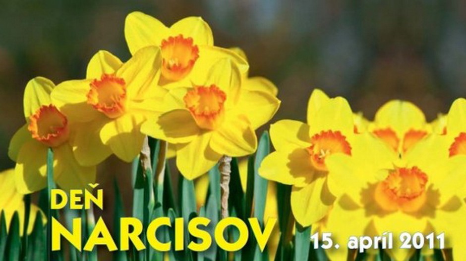 Liga proti rakovine Deň narcisov
