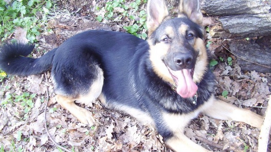 pravdepodobne ukradnutý v obci Píla 