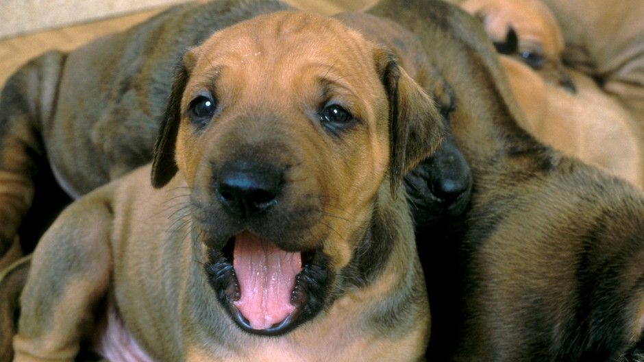 Šteniatko (ilustračná foto)