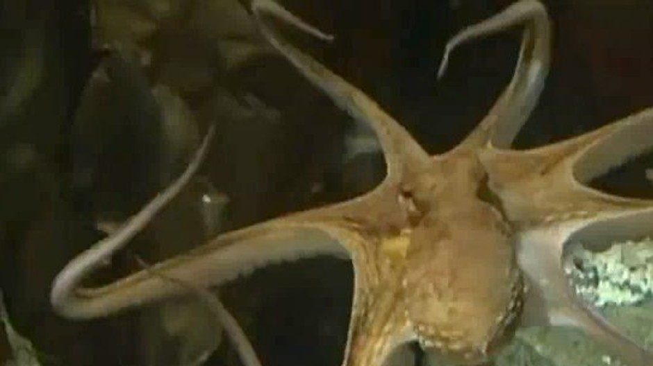 chobotnica paul predpoveda vysledky zapasov