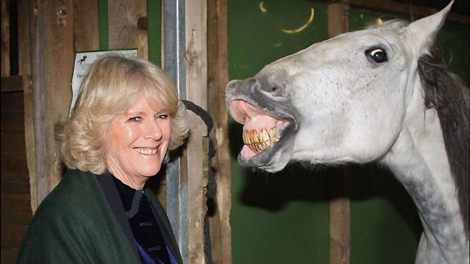 Vojvodkyňa Camilla a usmievavá kobyla