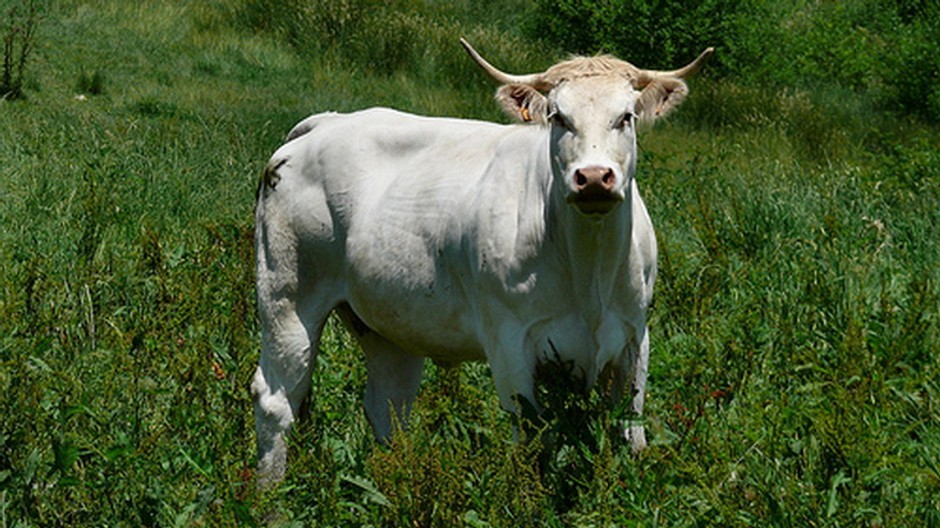 Biely býk, albín, tráva, na lúke, lúka