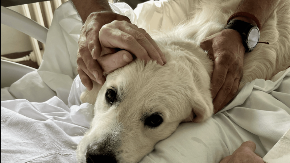 Retriever v Nemocnici AGEL Zvolen