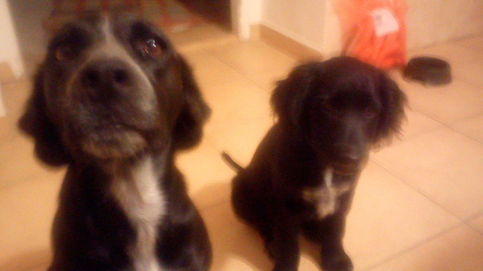 stratené psy Lola a Lady Ruskov