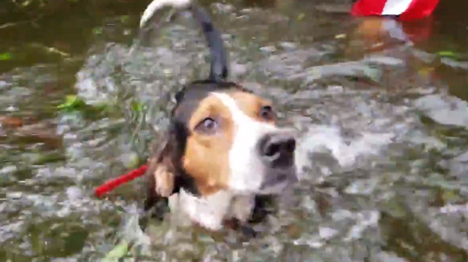 Dobrovoľníci zachránili psy 