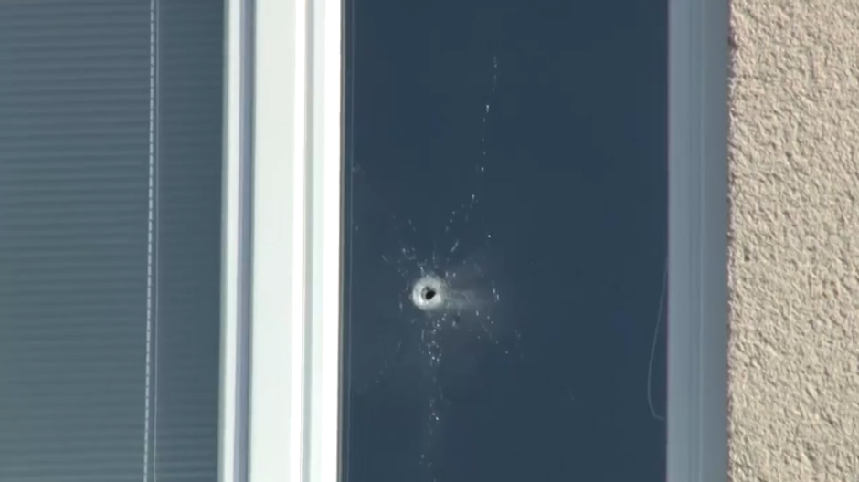 zabludena gulka cachtice