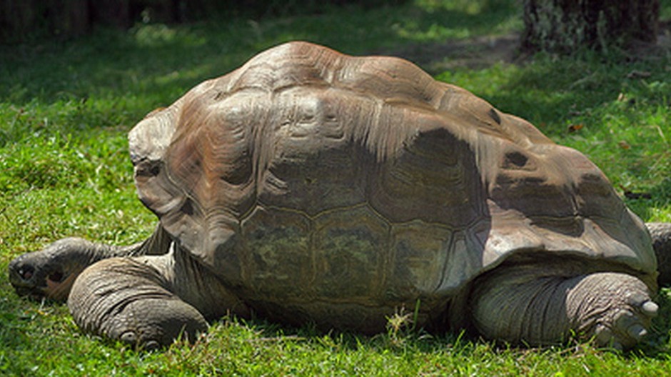 Korytnačka obrovská na tráve