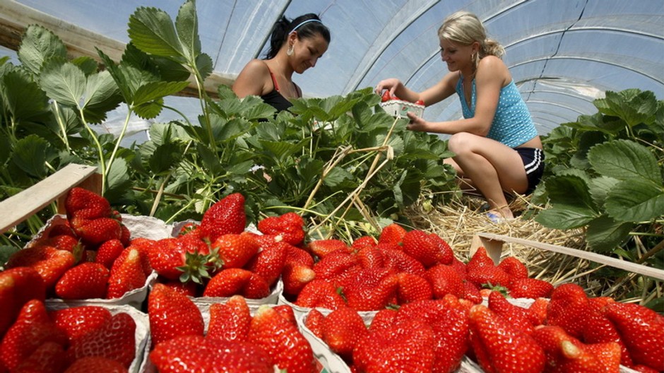Študentky na jahodovej brigáde, leto