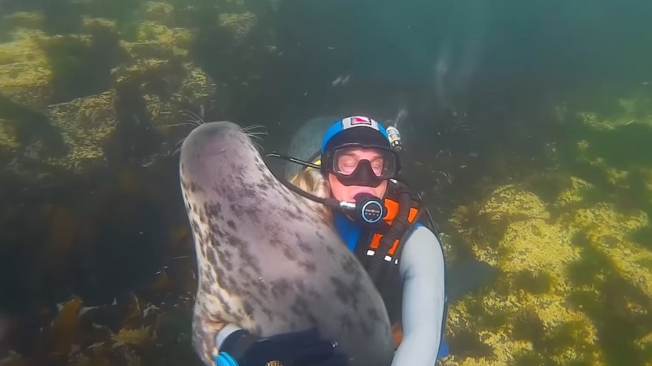 Potápača prekvapil tuleň. Skončili v objatí