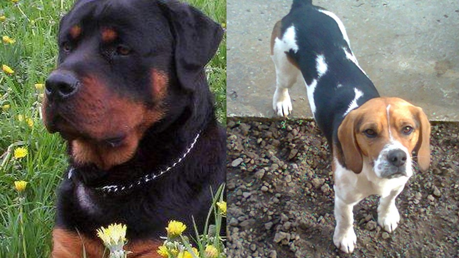 Zvieratá_stratené_bígl_rotvajler_Krompachy_foto_spoločná