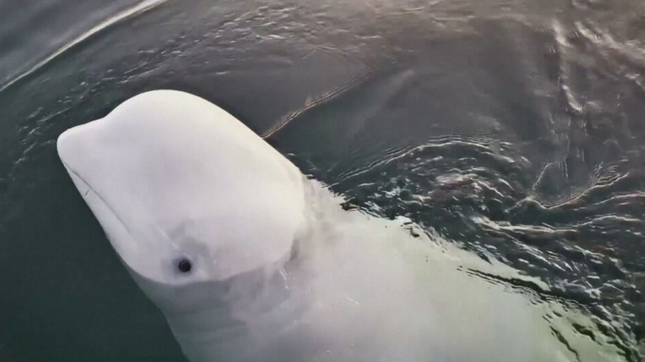 beluga