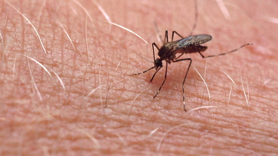 komár pokožka ilustračné foto