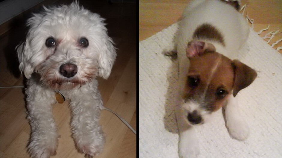 V Košiciach sa stratili dvaja psíci, Jana a Jesa, maltézsky psík a Jack Russel teriér