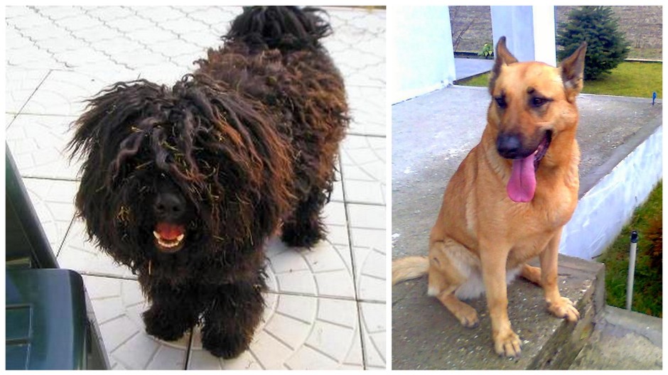 Stratené psy psíci psík Zorko Dona Dunajská Streda Dolný bár Dolný Štál