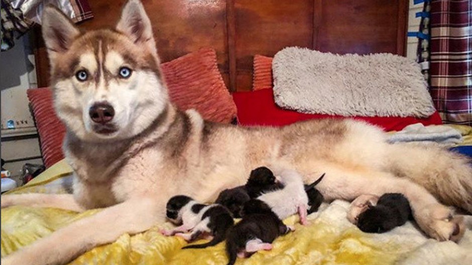 Husky si osvojil sedem mačiat 