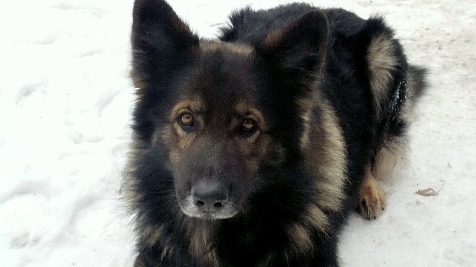 Nemecký ovčiak stratený Boďo, Štvrtok na Ostrove