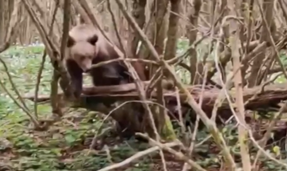 Medvede sa opäť začali objavovať v blízkosti obcí. Starostovia varujú obyvateľov