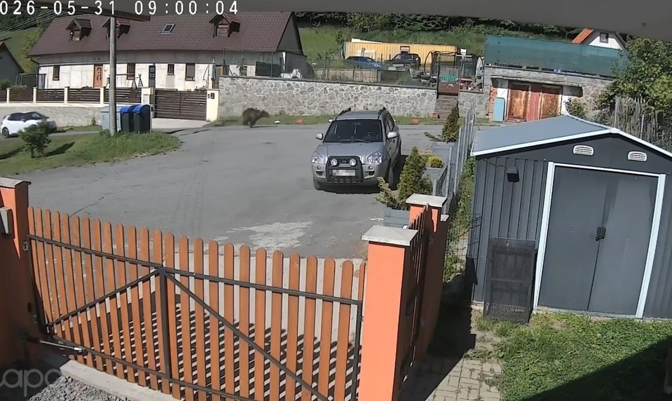 Medveď pobehoval medzi domami pri Krupine. Obyvatelia ho natočili na video