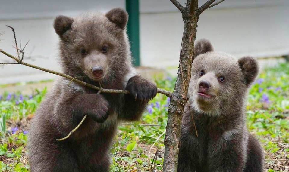 Osirelé medvieďatká dostali krásne MENÁ