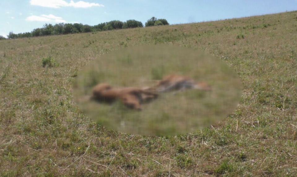 Najprv čudné zvuky, potom tragédia. Pastieri našli na lúke roztrhané teliatko