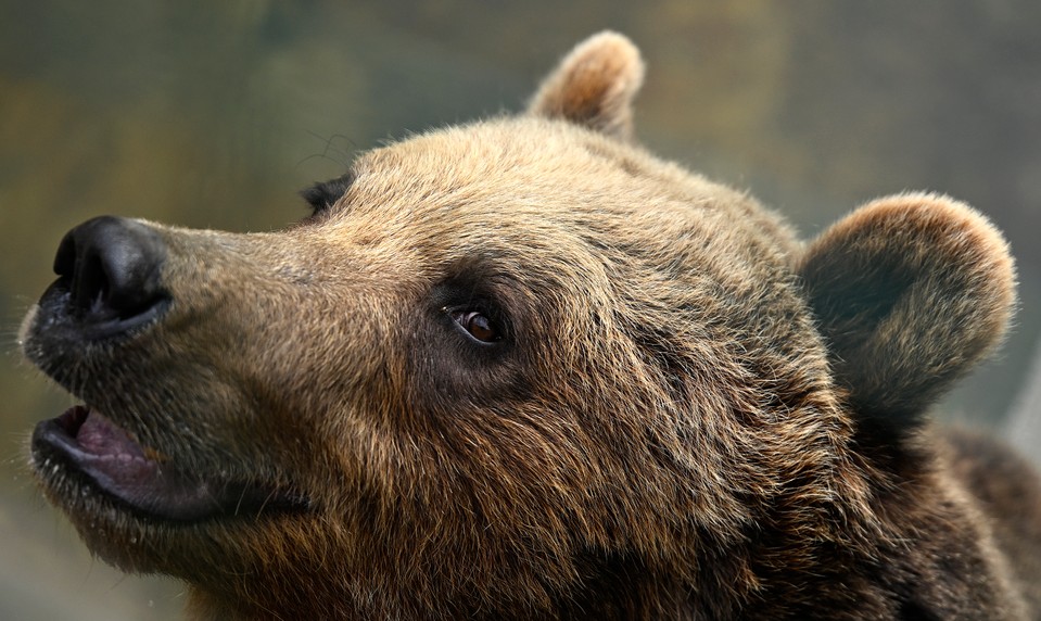 Medveď zaútočil na muža. Poľovníci ho lovia už týždne