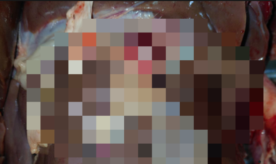 FOTO len pre silné žalúdky: Veterinári dali stopku mäsu z bitúnku v Sabinove