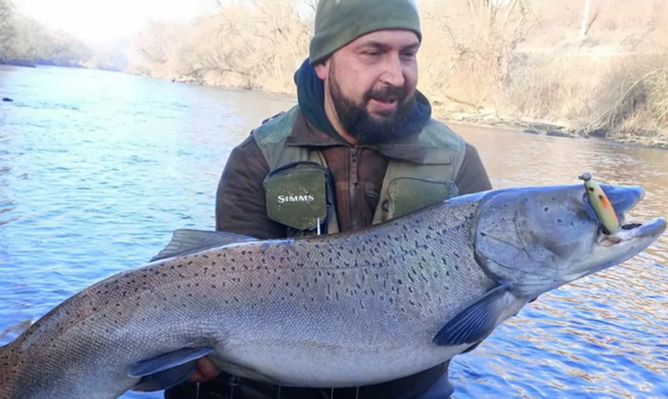 Životný úlovok: Rybárovi sa podarilo uloviť rekordnú hlavátku podunajskú