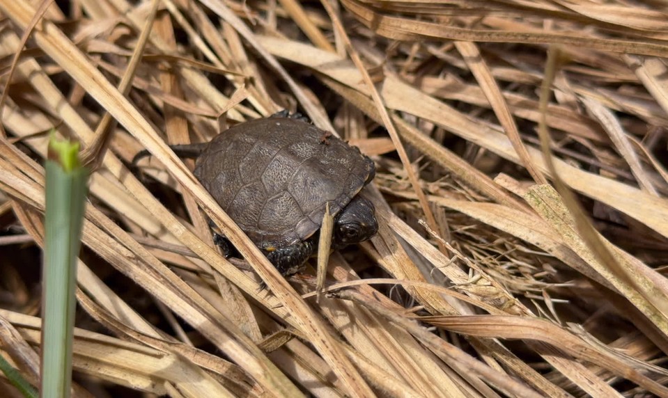 Zachraňujú ich psy aj byvoly. Korytnačky močiarne dostávajú druhú šancu